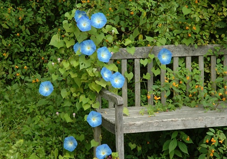 The Garden Bench