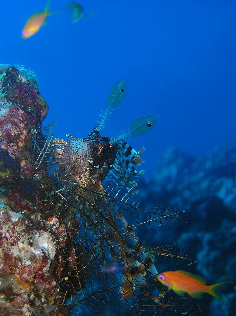 Lionfish