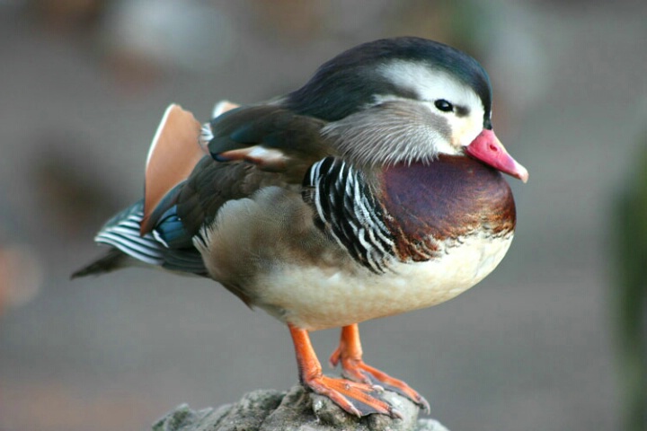 Cute Mandarin Duck