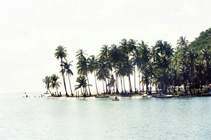 Backlit Palms, Marigot Bay, St. Lucia