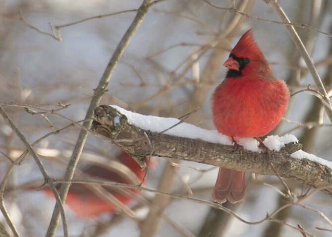 Winter Cardinal  - ID: 673501 © Robert Hambley