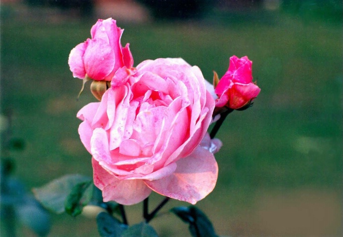 Crown Rose