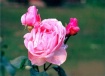 Crown Rose
