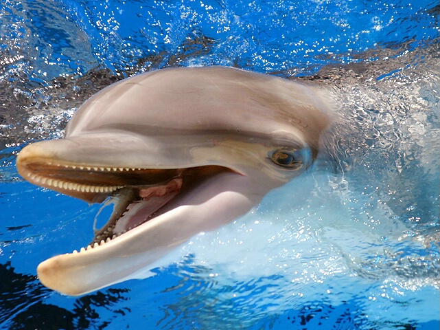 Laughing Dolphin - ID: 673734 © Paula Hildy
