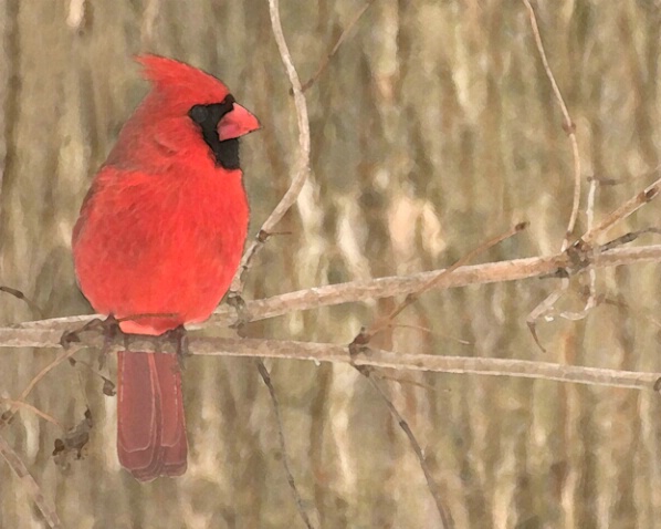 Cardinal Watercolor - ID: 674758 © Robert Hambley