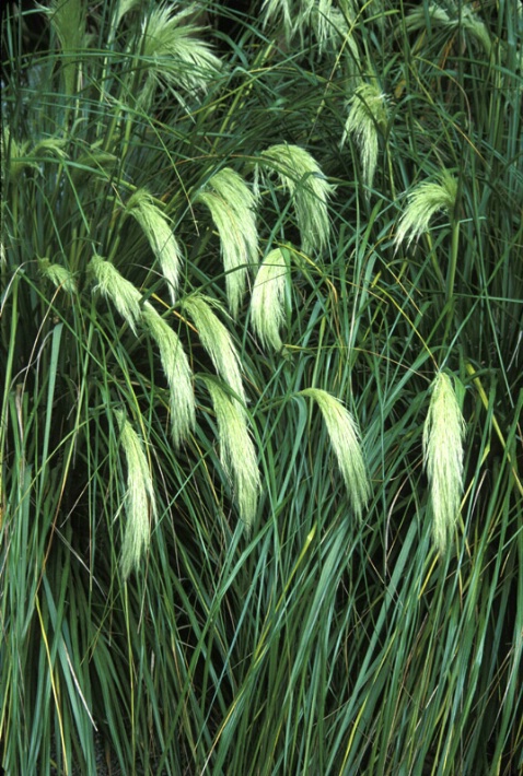 Grassy Reeds - ID: 675932 © John T. Sakai