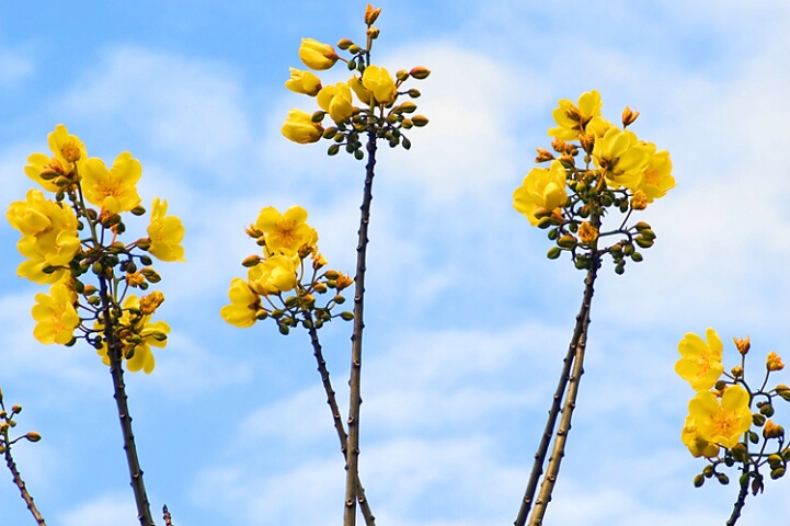 Blue & Yellow