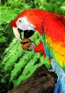 Macaw Dream