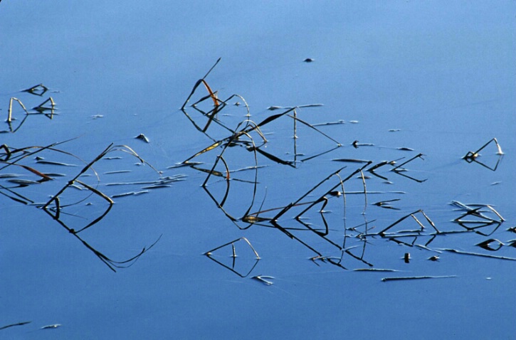 Morning Reeds  - ID: 677019 © John T. Sakai