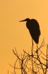 The Watchbird