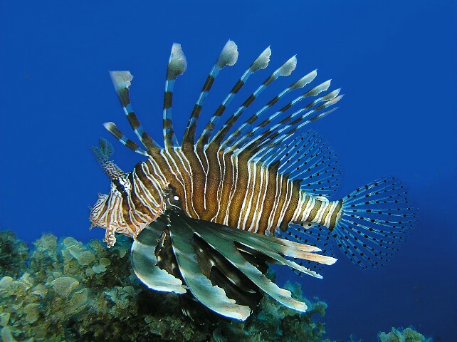 Lionfish