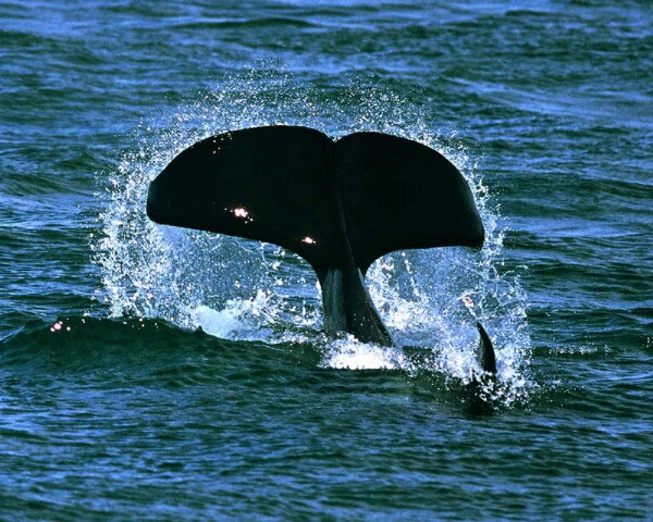 Orca Lobtail