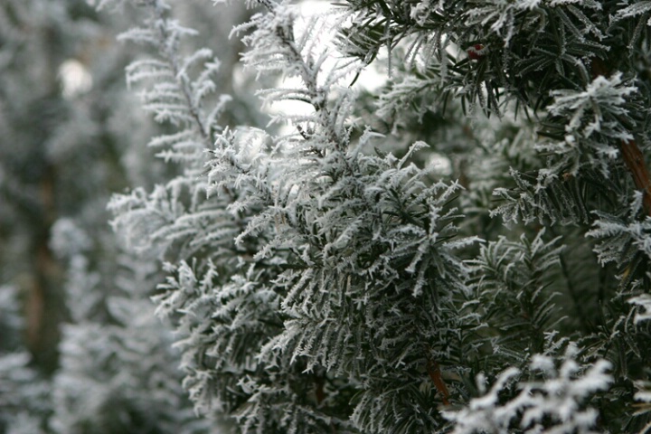 cold evergreen