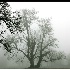 2Snoqualmie Valley Trees in Fog - ID: 679229 © John Tubbs