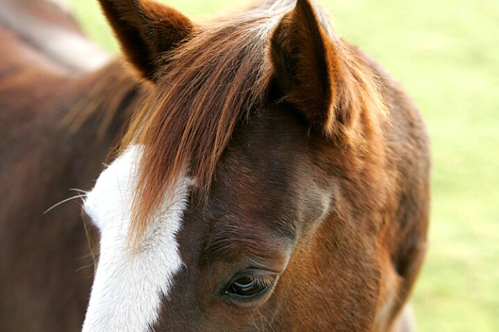 Remlinger Farm Horse - ID: 679242 © John Tubbs