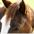 2Remlinger Farm Horse - ID: 679242 © John Tubbs