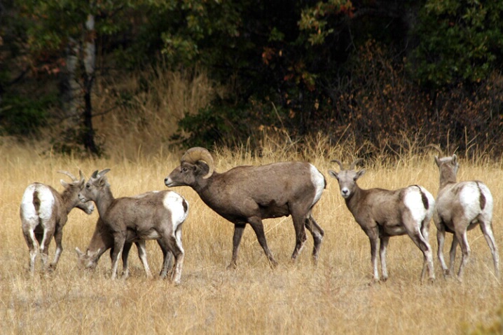 Naches Sheep - Ram & Harem - ID: 679253 © John Tubbs