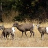 2Naches Sheep - Ram & Harem - ID: 679253 © John Tubbs