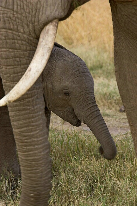 Elephant & calf - ID: 680152 © James E. Nelson