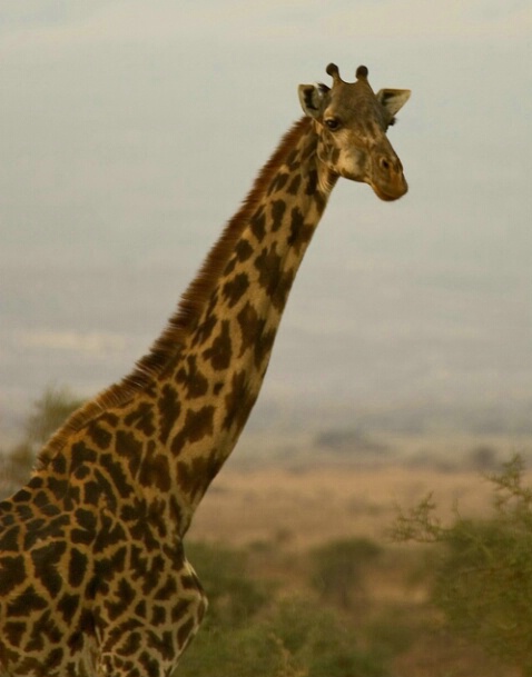 Maasai Girraffe 2 - ID: 680153 © James E. Nelson