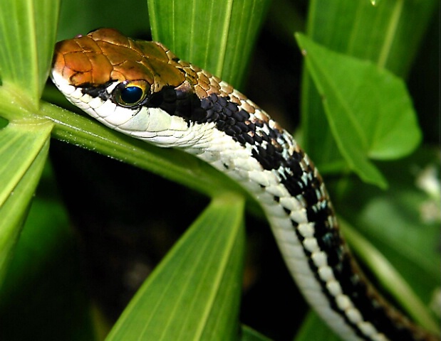 Snake_001_2004