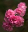 Fairy Roses