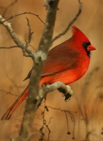 Northern Cardinal