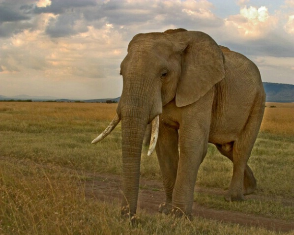 Bull Elephant - ID: 681374 © James E. Nelson