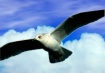 Majestic Flight