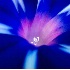 © Michèle J. Thomas PhotoID# 681772: Morning Glory