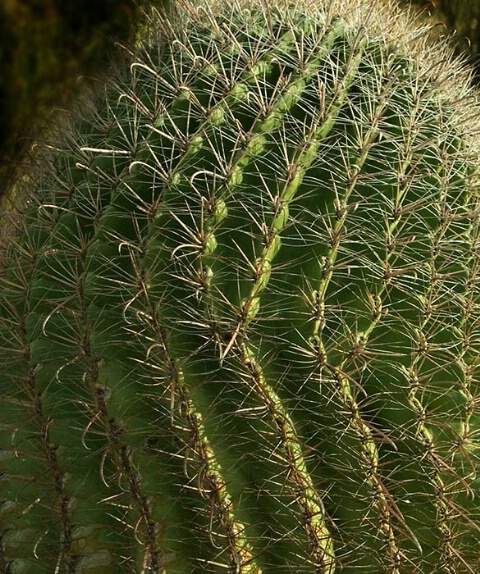 Crosslight on cactus