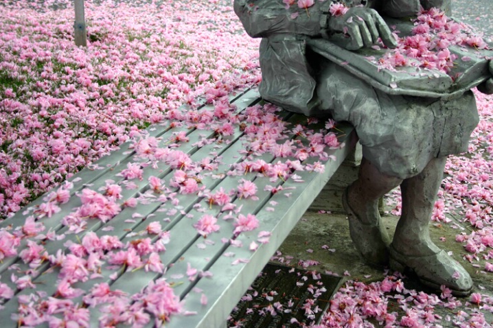 Cherry Blossoms and Statue