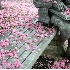 2Cherry Blossoms and Statue - ID: 682893 © John Tubbs