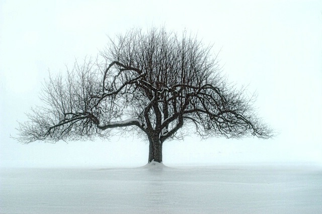 Apple Tree in Winter