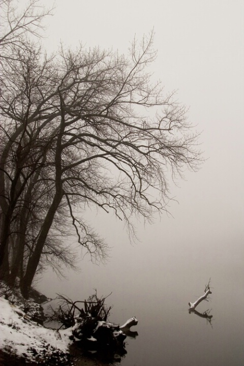 Banks of the Connecticut in Fog
