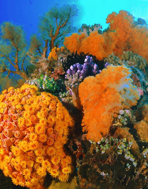 Reef Renewal
