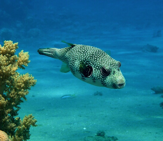 White spotted puffer