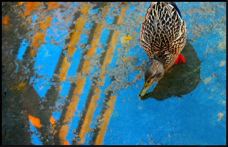 Duck on Ice