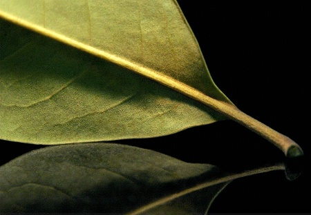 The Leaf, The Light