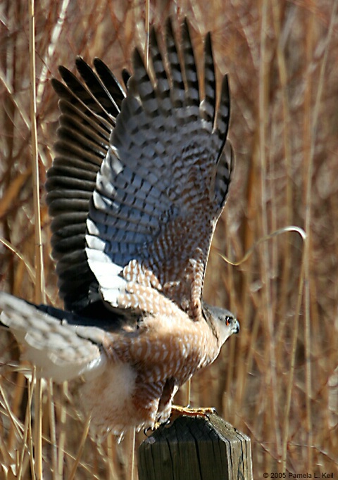 Wings for Soaring