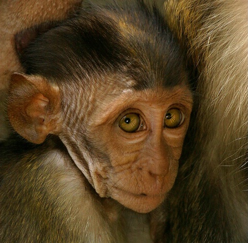 KL Baby Macaque