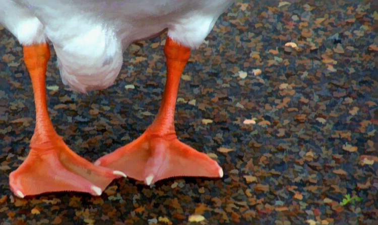 Pigeon Toed Goose