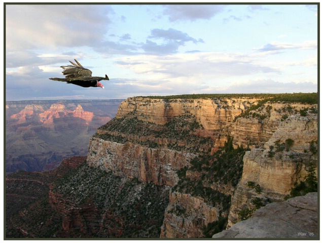 Vulture Over Grand Canyon