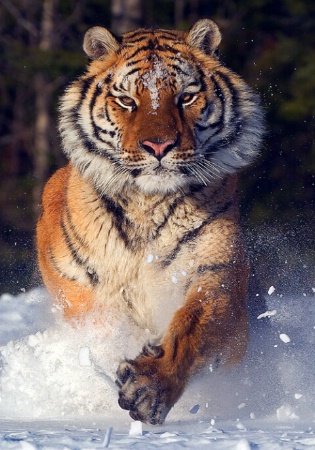 Charging Tiger