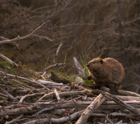 Beaver at Oxbow Bend