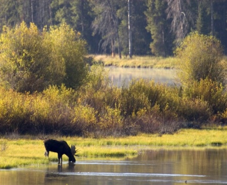 Teton Moose and Morning Light