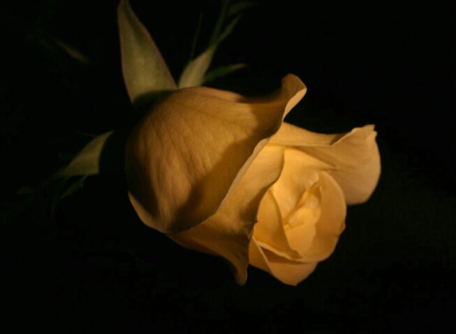 Supine Yellow Rose
