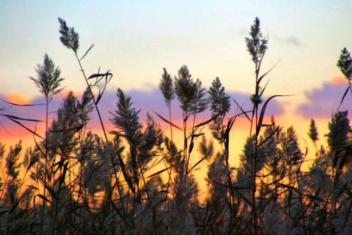Sunset Through Seagrass - ID: 689435 © Cynthia M. Wiles