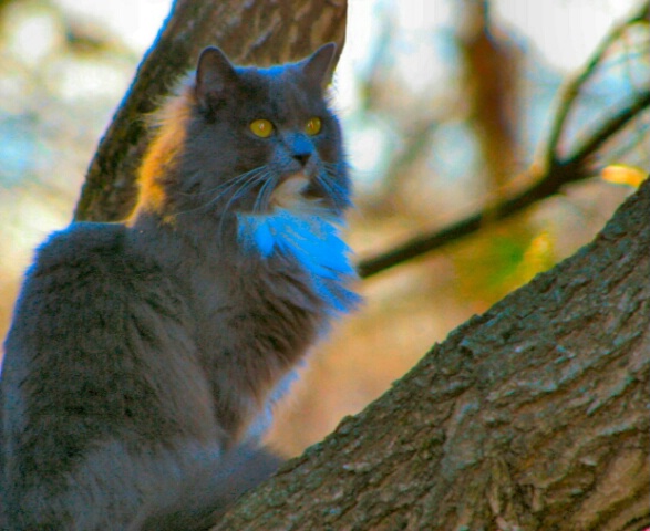 Portrait of a Kitty - ID: 689772 © Cynthia M. Wiles