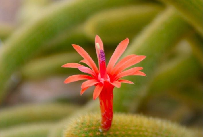 Cactus Flower - ID: 690189 © Cynthia M. Wiles